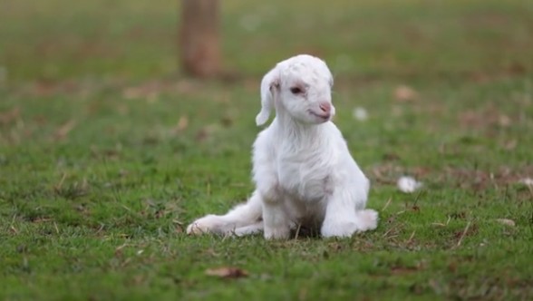 What is a baby goat called?